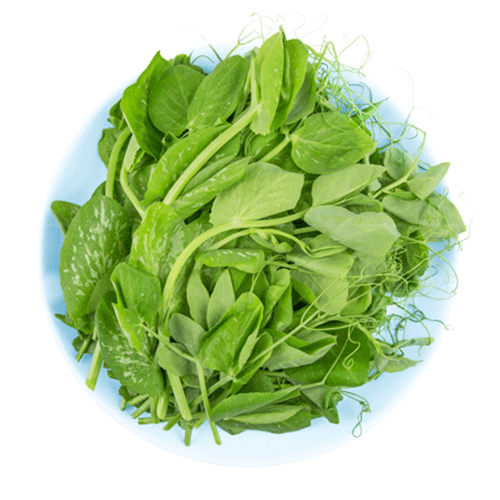 新鲜豌豆尖