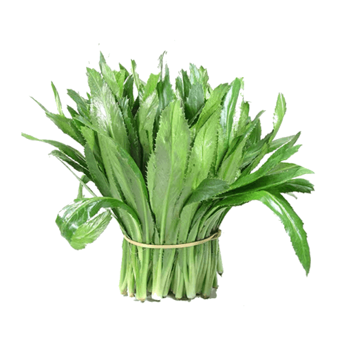 云南海鲜大香菜 芫茜
